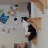 ダッシュして乗る