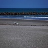海とダルメシアン