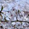 桜の楽しみ方 1