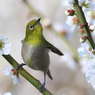 梅とペンギン？