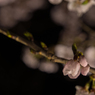 水戸の桜まつり 千波湖畔の桜ライトアップ