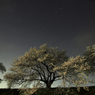 桜と北斗七星マイナス一星