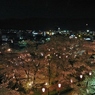 岡山 津山 鶴山公園 夜桜