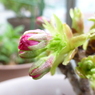 我が家の桜