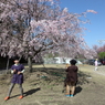 花見