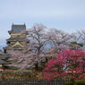 お殿さまのお庭に桜が咲いた