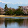 桜と残雪