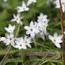 よく見る花（ハナニラ（花韮））