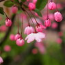 さかさぼんぼり桜