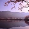 sakuraビーム