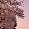 花見用のベンチではない。