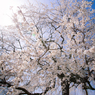 万国博開催10周年記念桜