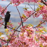 花見鳥