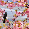 どの蜜を吸おうかなぁ…