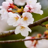 雨の桜