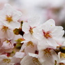 濡れ桜