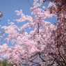 春空