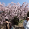 お花見日和