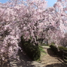 枝垂れ桜