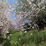 枝垂れ桜