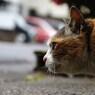 雨はやだにゃ・・・