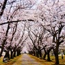 桜の道