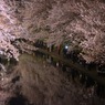 夜桜