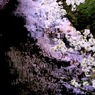 桜の幻影
