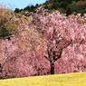 東谷山フルーツパーク｜桜