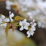 山桜　マクロD30_9458-PH