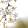 山桜　マクロD30_9462-PH