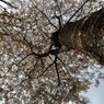 山桜　ワイドOHM_2691-PH