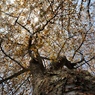 山桜　ワイドOHM_2969-PH