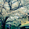 桜05