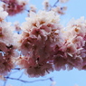 桜ボンボン