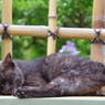 猫のお昼寝
