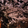 夜桜灯篭