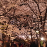 桜の有る夜