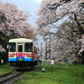 桜の中を走る樽見鉄道