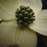 なんの花なんだろう？