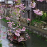 八幡堀の桜風景②