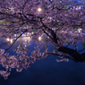 桜の花は夜ひらく