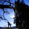 箱根神社の鳥居