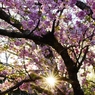 夕日の逆光桜