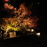 高知城　花回廊　