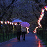 雨の桜道も楽し