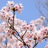 2013年　桜