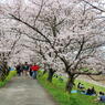 桜並木の宴