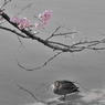 桜と鴨
