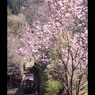 渓谷の山桜